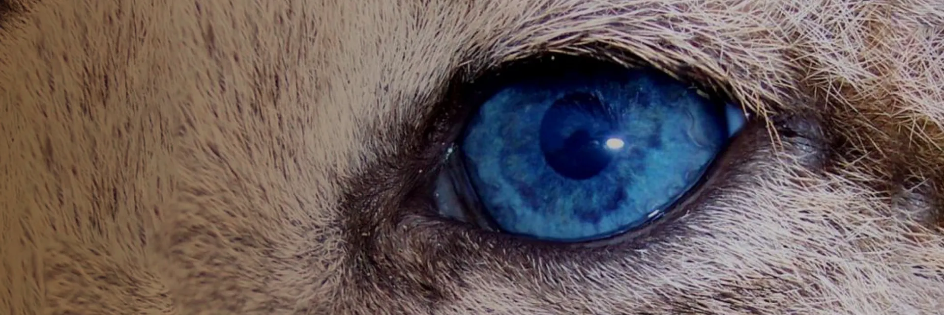 Trail cameras in the field collecting wildlife data