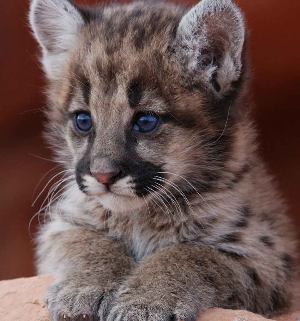 Mobile app for recording wildlife sightings